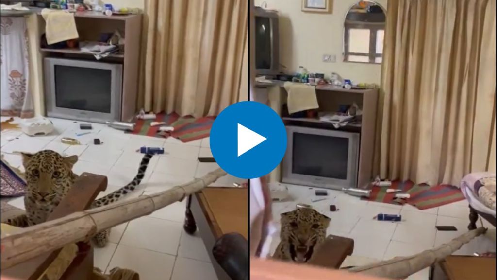 snow Leopard found in hotel room viral video