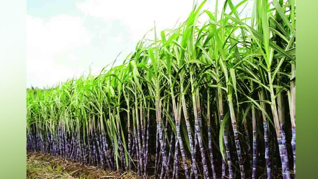 Income tax will now be levied on sugarcane if it is paid more than FRP Kolhapur