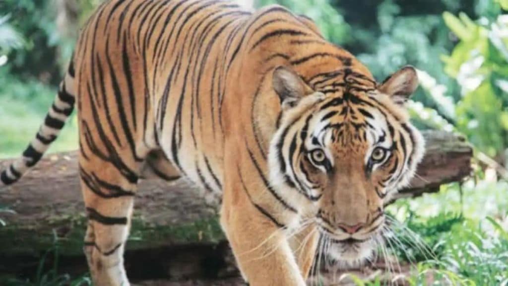 man who went to the forest for firewood died in a tiger attack