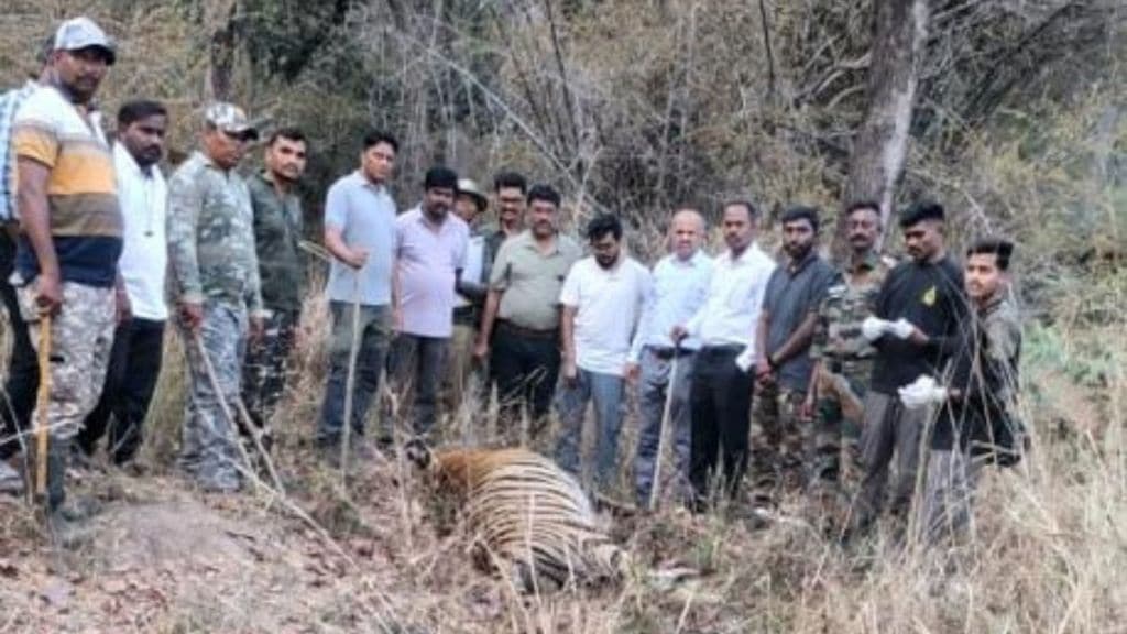 Fight for habitat two tigers die in Tadoba