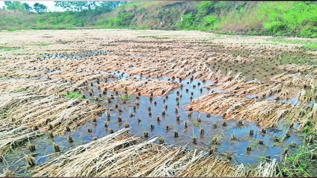 | Bad weather damage in the state on twelve lakh hectares pune news