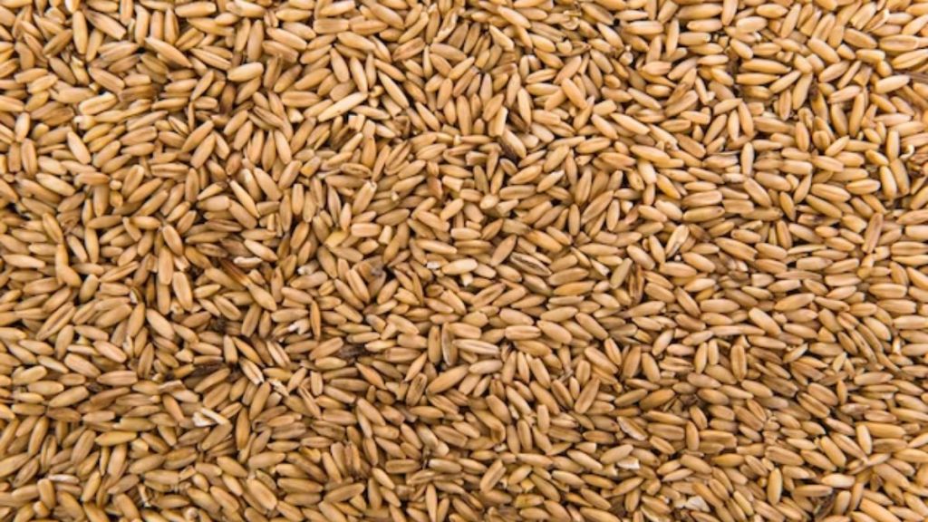 wheat murmura making in factory viral video