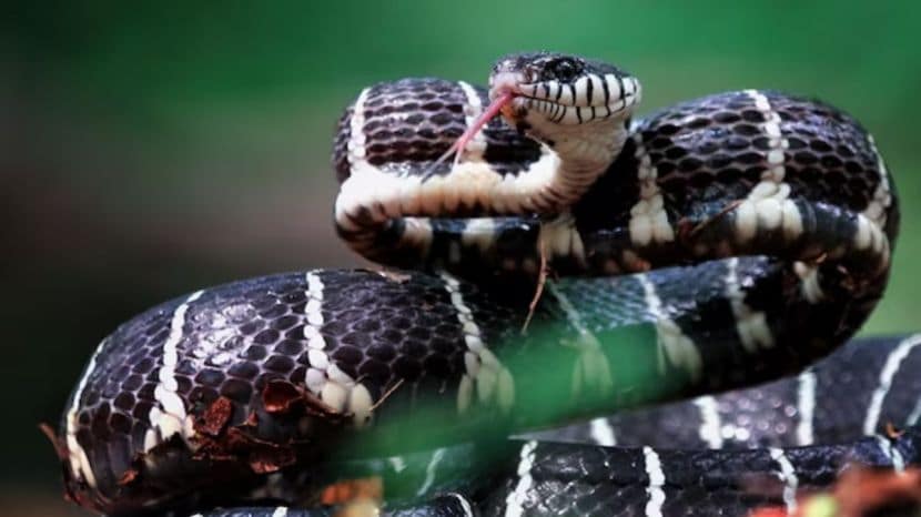 Why Snake Flicks Its Tongue