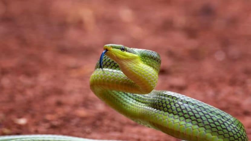 Why Snake Flicks Its Tongue