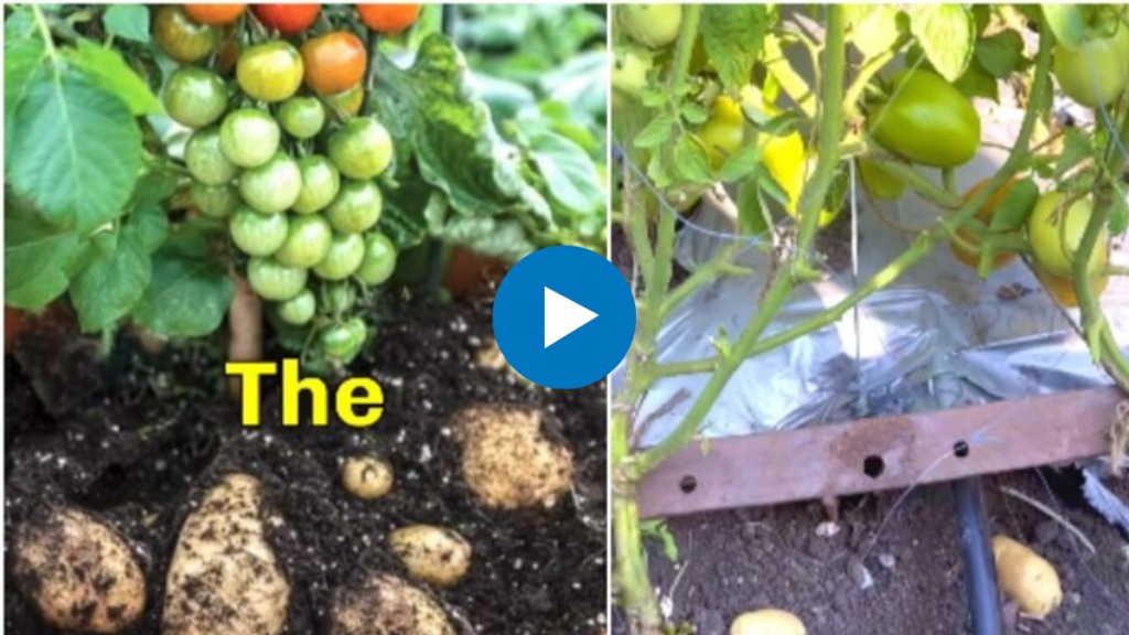 Man grows potatoes and tomatoes on same plant Internet is curious