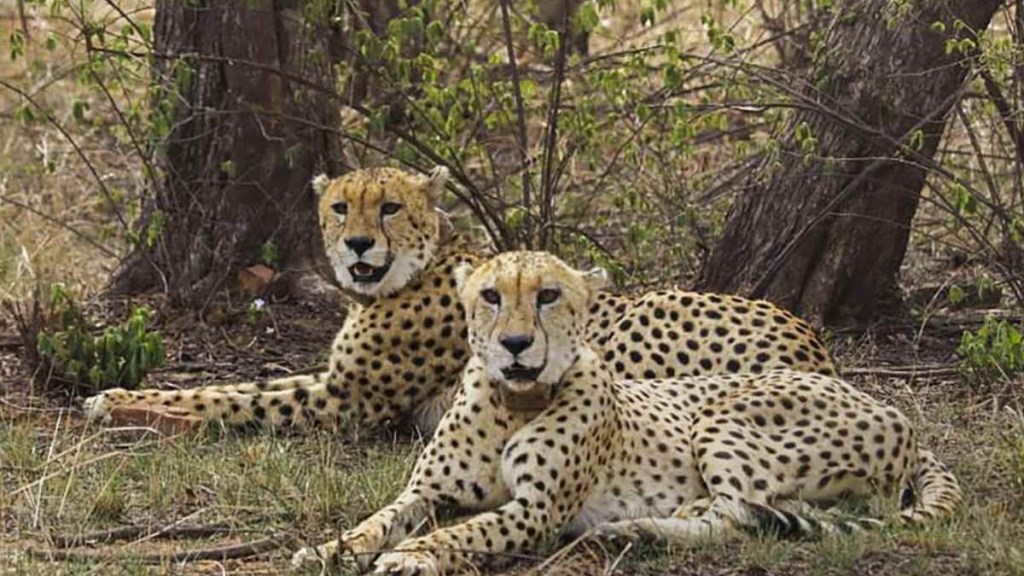Gandhisagar Sanctuary ready to welcome cheetahs Mandsaur