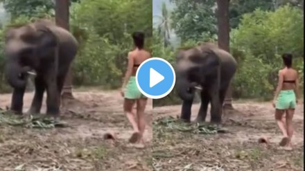 Elephants Fight Video Viral