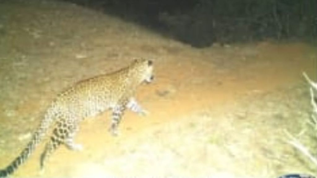 Leopard stay at Sherpar village in Deori taluka forest department warned people to be alert