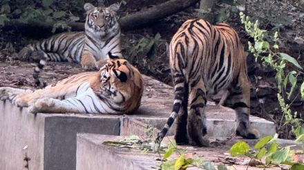 Sighting of T-1 tigress with two cubs at Navegaon Nagzira Tiger Reserve