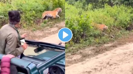 Tiger's ferocious roars while moving towards safari vehicle shock people