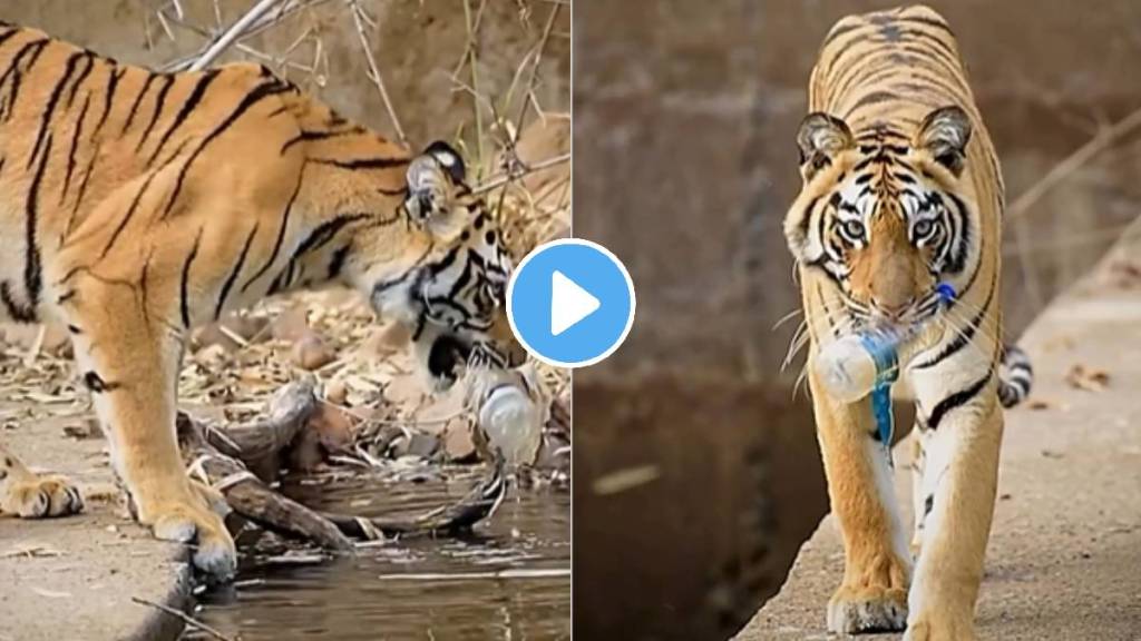 Maharashtra in tadobat nayantara tiger taught adalah to tourists tiger plastic water bottle