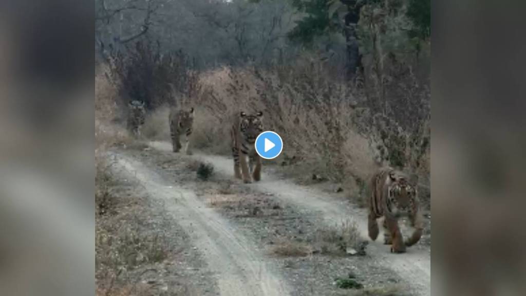 Morning walk tigers Tipeshwar