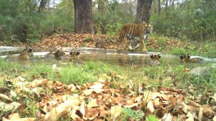 tigress with her six cubs Indian Forest Service Officer Parveen Kaswan shares pic and said Hardworking mother