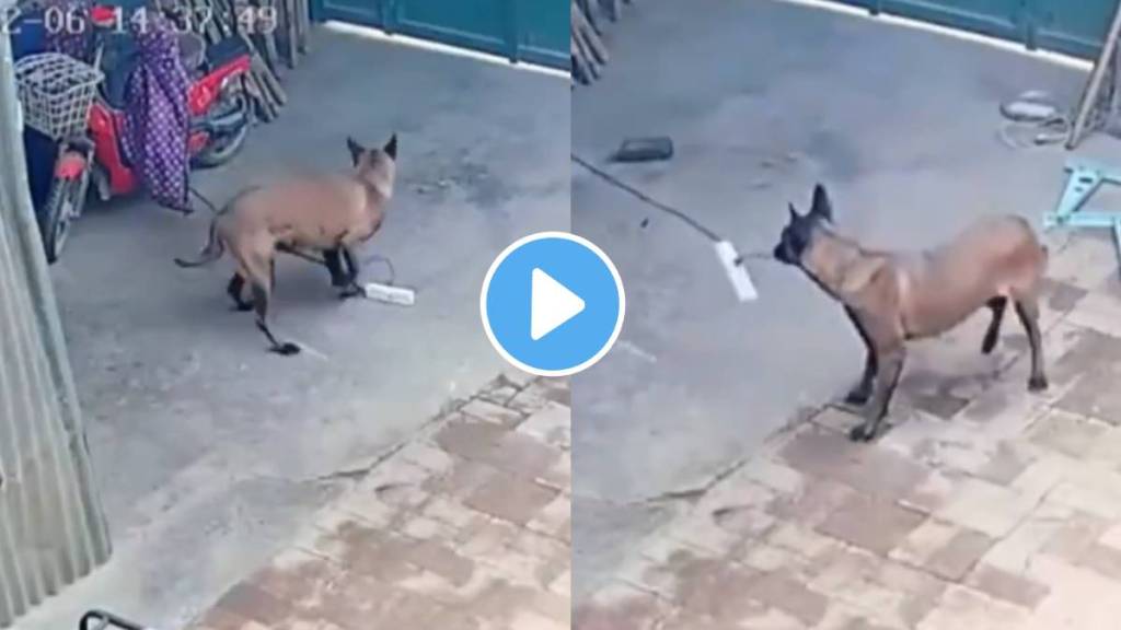 Viral Video Dog Saves Hose From Short Circuit After Pulling plug connected to the extension cord