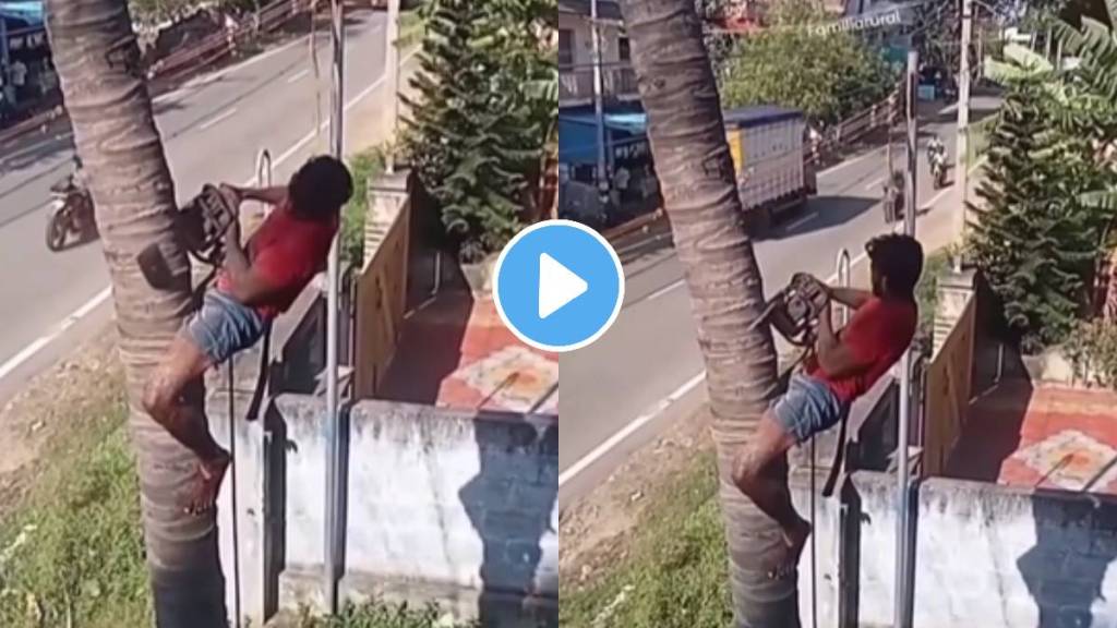 Video man strategically tied to the tree For cutting tree top without using elaborate gear has gone viral