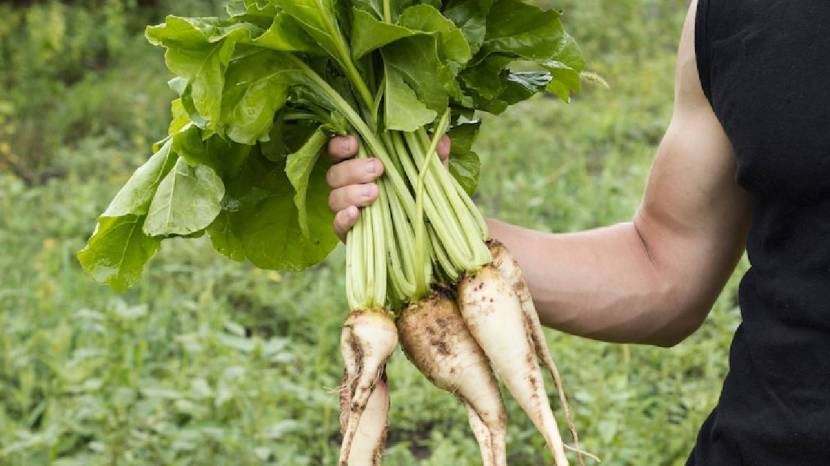 Five Benefits Of Eating Mooli Or Radish Is Useful For Your Health Must Read 