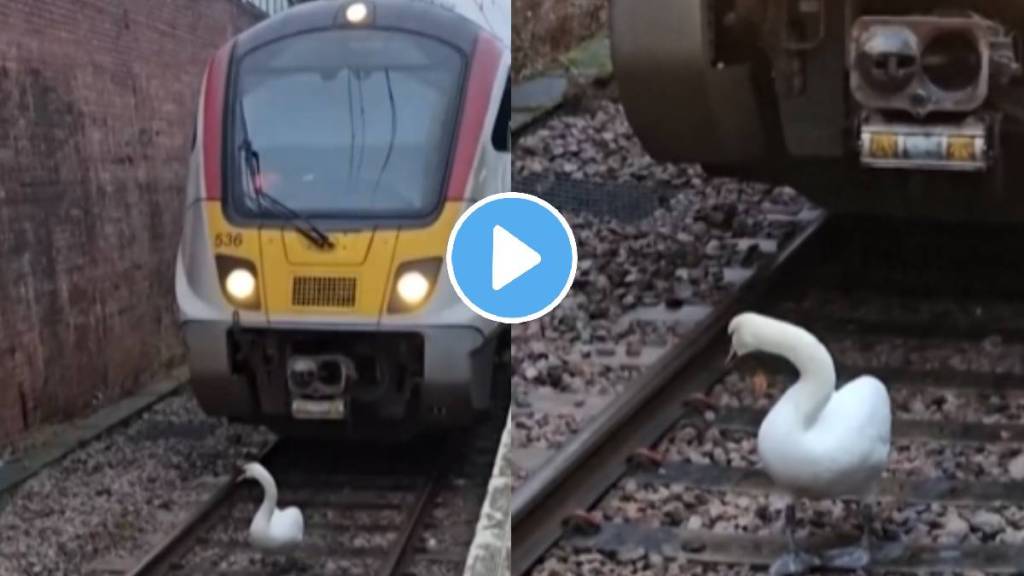 Royal swan stopped a train full of passengers on track video Viral