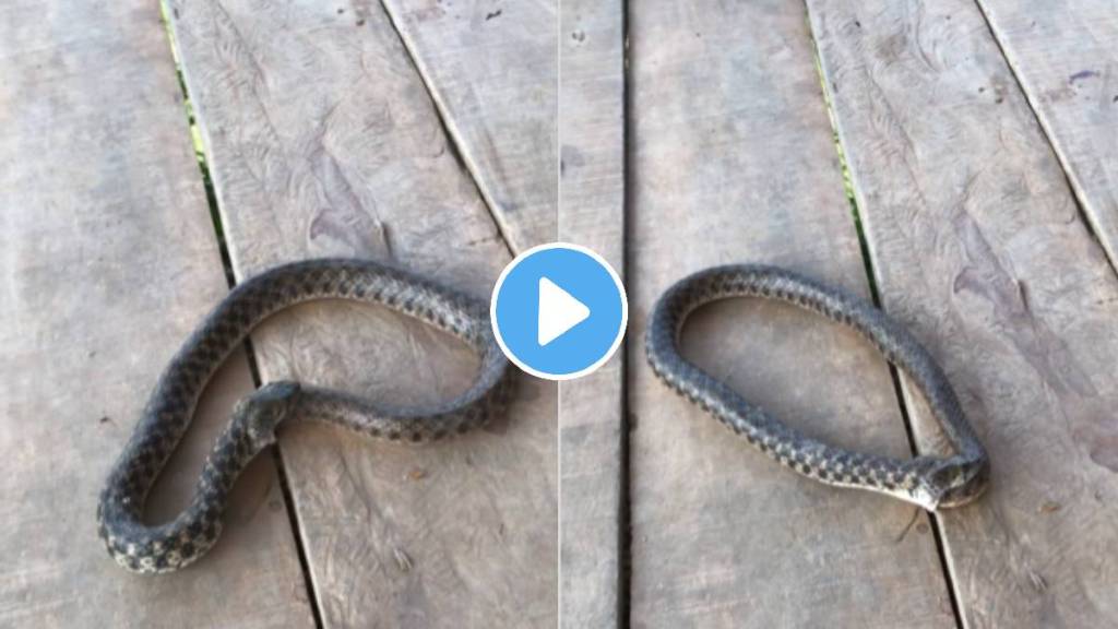 Snake swallowing own body rare incident shocking video