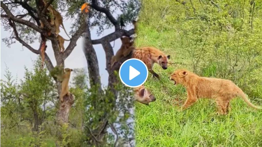 Lion Fight With 12 Hungry Hyenas Animal Video