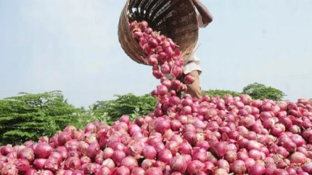 738 crore turnover from onions in four months in Solapur