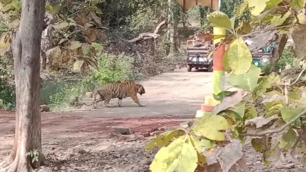 tourist vehicles blocked the path of the tiger in the Tadoba-Andhari tiger project buffer zone