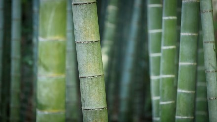 Bamboo Mumbai