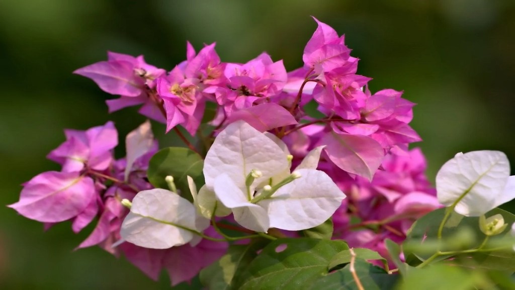 Bougainvillea plant flyovers Mumbai