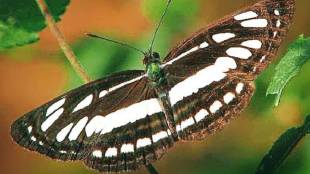 attractive common sailor butterfly