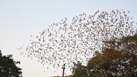 rosy starling birds nagpur marathi news, rosy starling bird nagpur marathi news