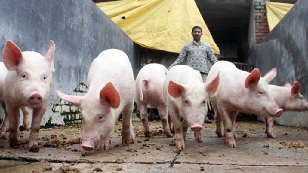 nagpur marathi news, swine flu marathi news