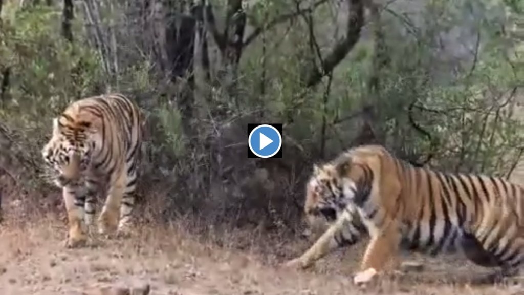 tadoba tiger fight marathi news, tadoba andhari tiger reserve latest news in marathi, tadoba latest news marathi