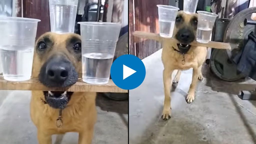 dog balancing glass on his head viral video