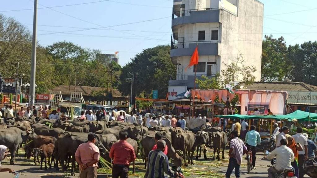 ichalkaranji municipal corporation accept farmers demands after animals brought on main road zws