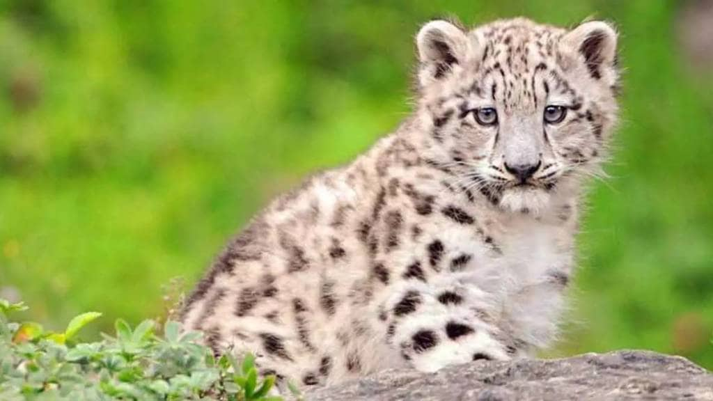 leopard cubs rescue in sanjay gandhi national park