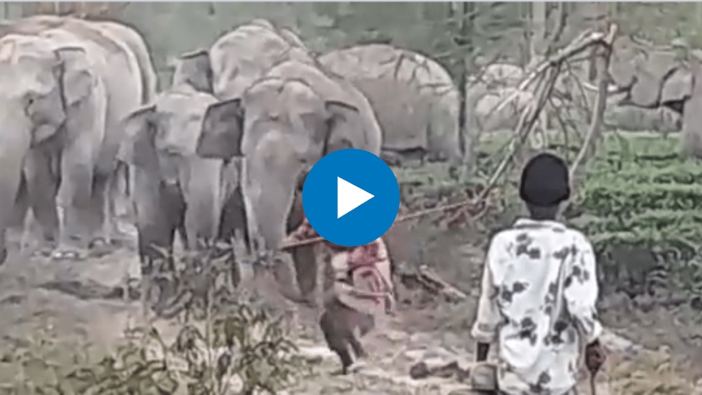 Man Provokes Elephant With Stick Receives Instant Karma IFC Officer Shared Viral Video