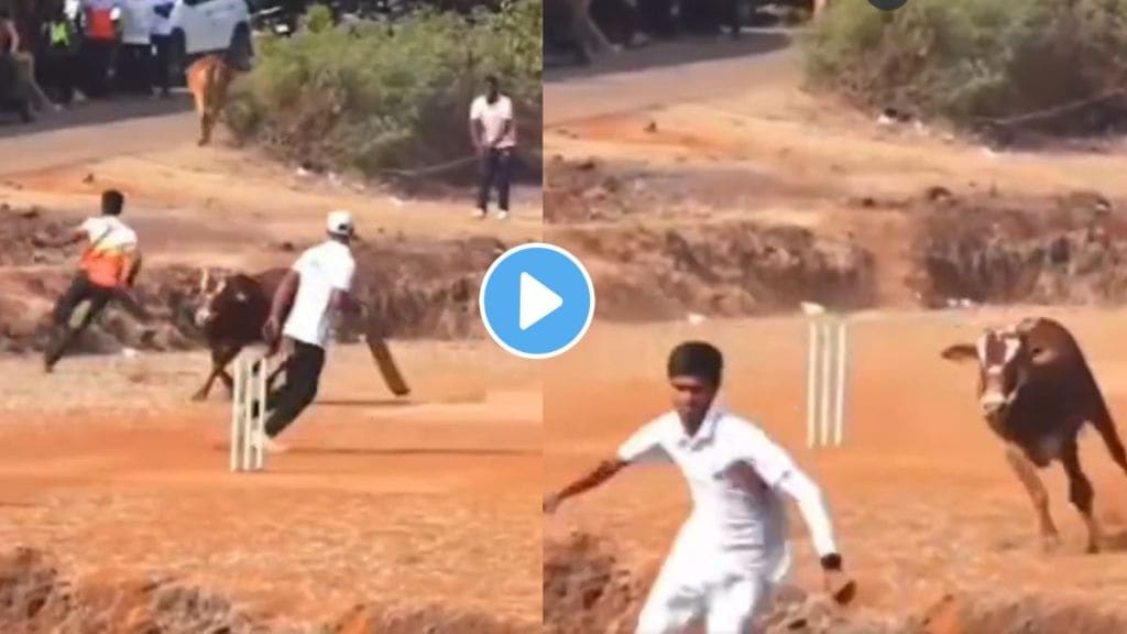 the bull suddenly walks into the cricket field and chases players during cricket match