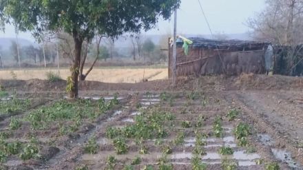 Crops hit by unseasonal rain with hail