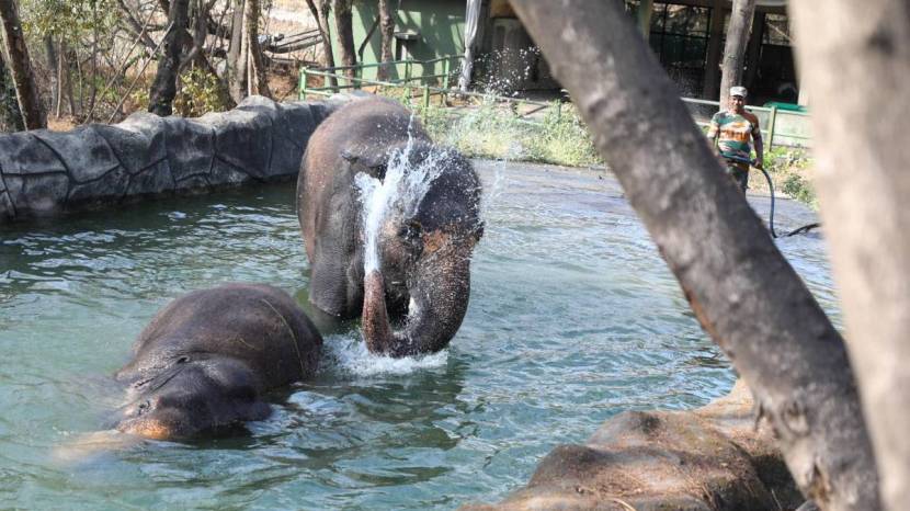 Pune Katraj Zoo Elephants White Tiger Playing In Water Ponds