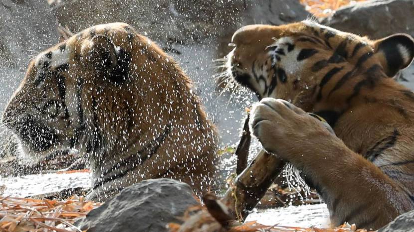 Pune Katraj Zoo Elephants White Tiger Playing In Water Ponds