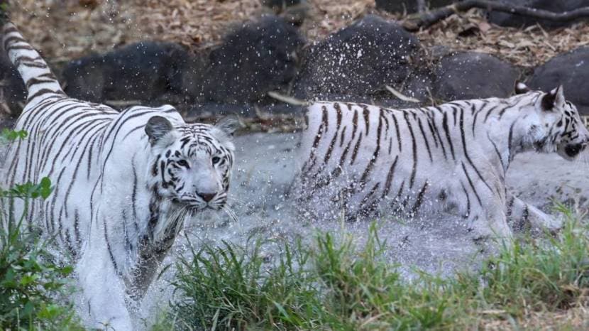 Pune Katraj Zoo Elephants White Tiger Playing In Water Ponds