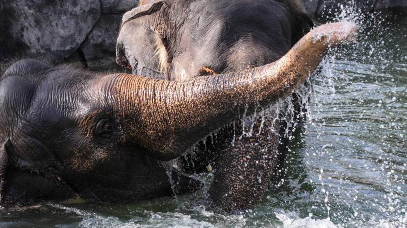 Pune Katraj Zoo Elephants White Tiger Playing In Water Ponds