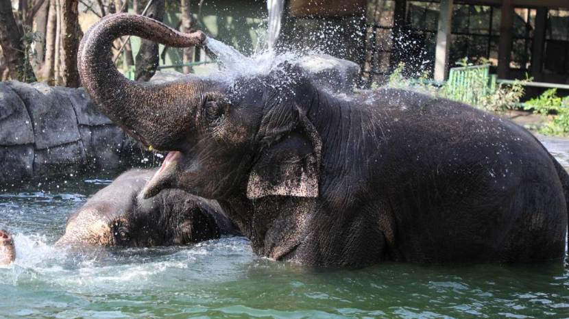 Pune Katraj Zoo Elephants White Tiger Playing In Water Ponds