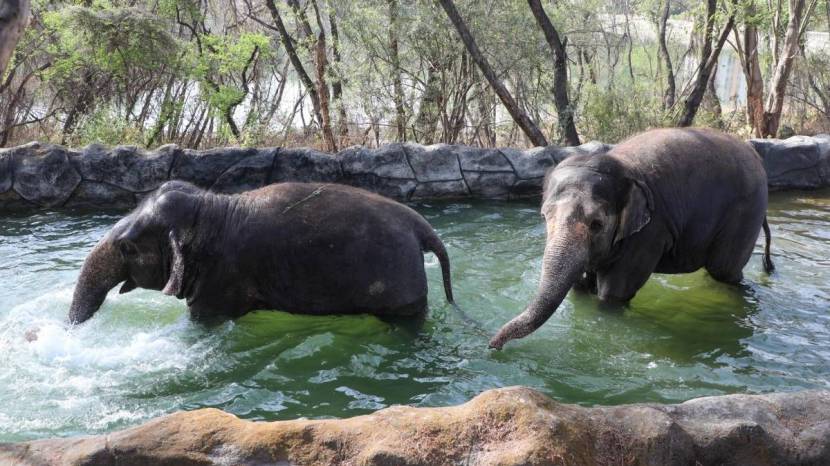 Pune Katraj Zoo Elephants White Tiger Playing In Water Ponds