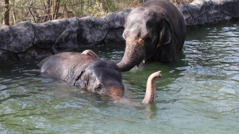 Pune Katraj Zoo Elephants White Tiger Playing In Water Ponds