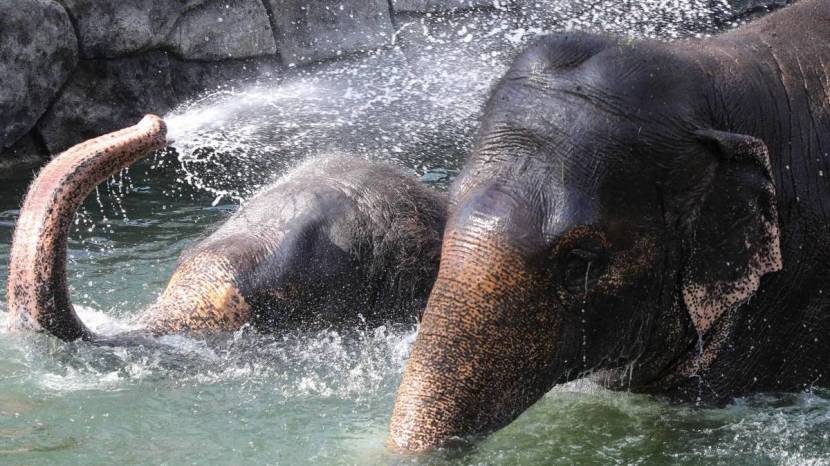 Pune Katraj Zoo Elephants White Tiger Playing In Water Ponds