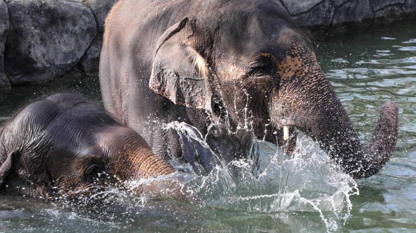 Pune Katraj Zoo Elephants White Tiger Playing In Water Ponds