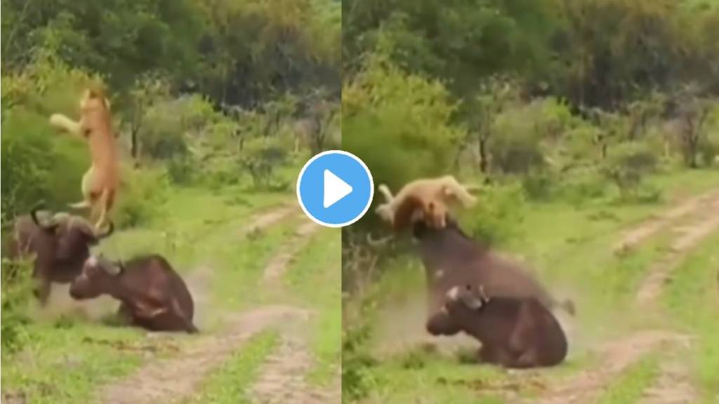 Viral Video Lionesses Attack Lion Buffalo Fight Video