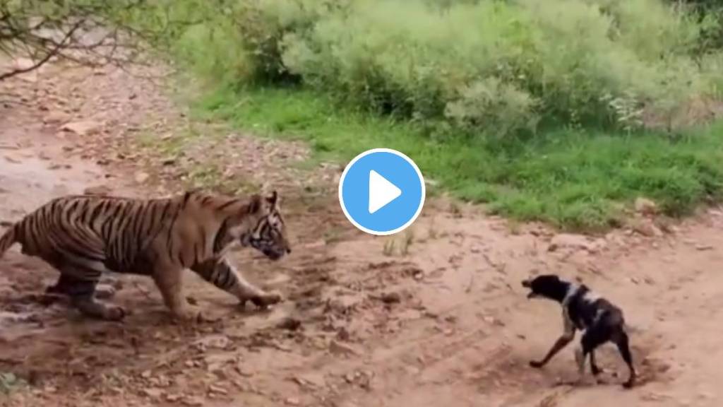 Tiger attacks on a dog shocking video viral wild life videos