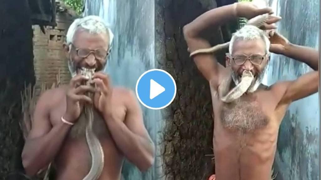 Man playing with king cobra snake shocking Video