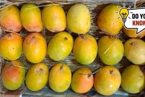 how indias favourite alphonso mango got its name Why is it called Hapus mango alphonso mango origin